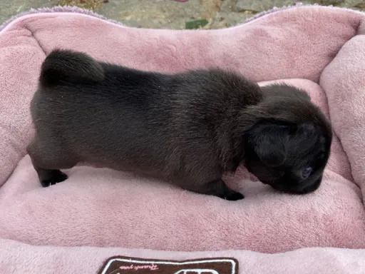 パグの子犬販売
