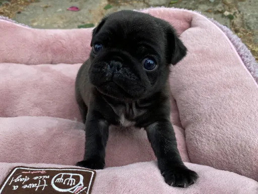 パグの子犬販売