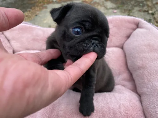 パグの子犬販売