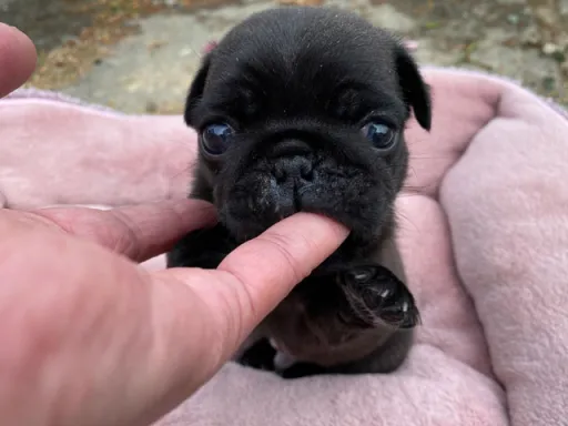 パグの子犬販売