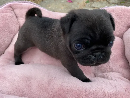 パグの子犬販売
