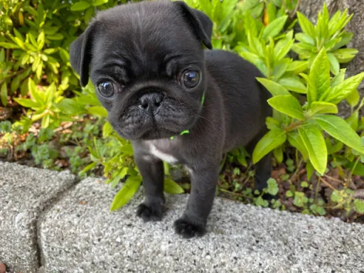 パグの子犬販売