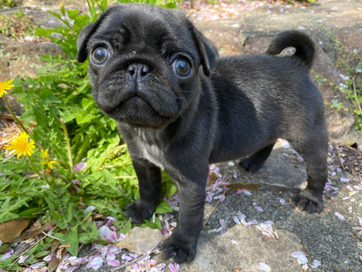 パグの拡大画像