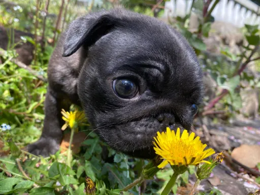 パグのサムネイル画像4