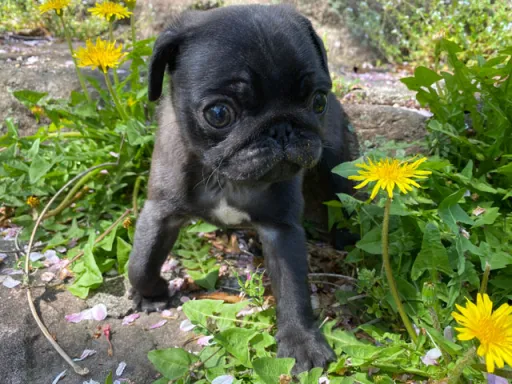 パグのサムネイル画像5