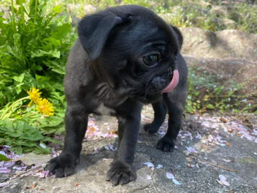 パグのサムネイル画像7