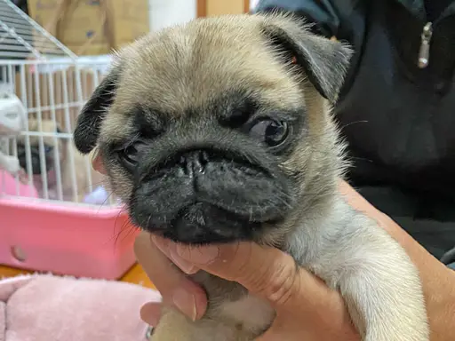 パグの子犬販売