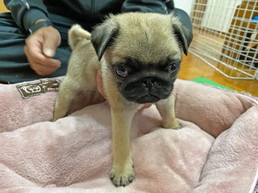 パグの子犬販売