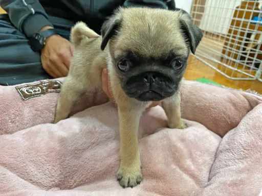 パグの子犬販売
