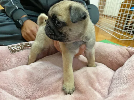 パグの子犬販売