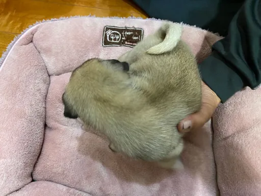 パグの子犬販売