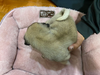 パグのサムネイル画像5