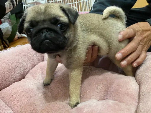 パグの子犬販売