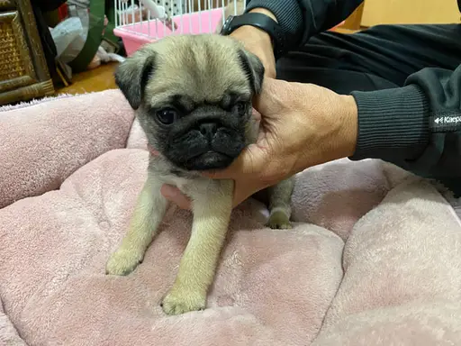 パグの子犬販売