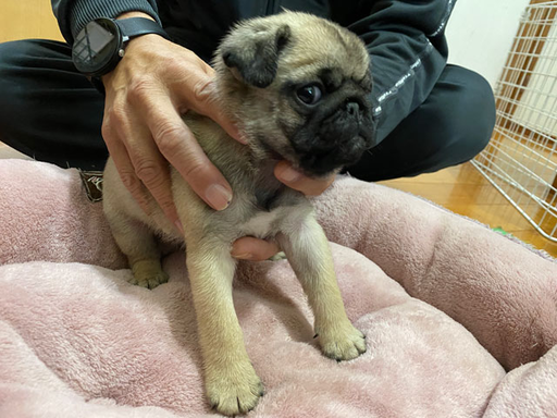 パグの拡大画像