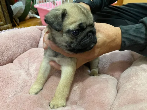 パグの子犬販売