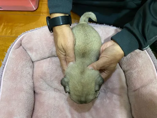 パグの子犬販売