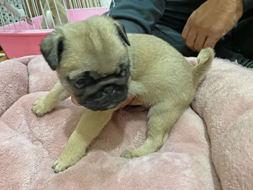 パグの子犬販売