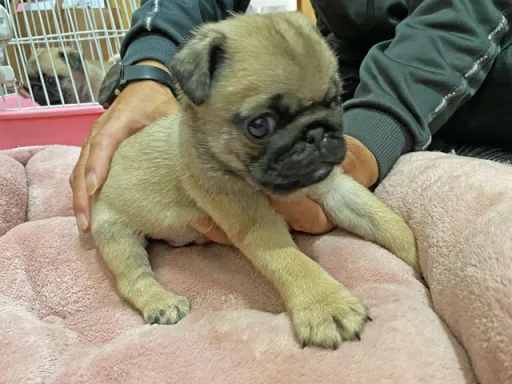 パグの子犬販売