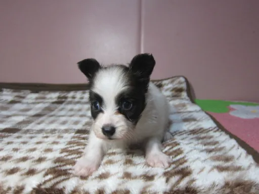 パピヨンの子犬販売
