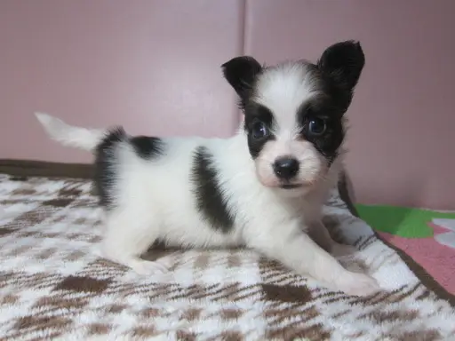 パピヨンの子犬販売