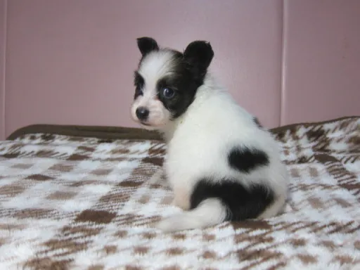 パピヨンの子犬販売
