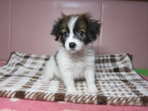 パピヨンの子犬販売