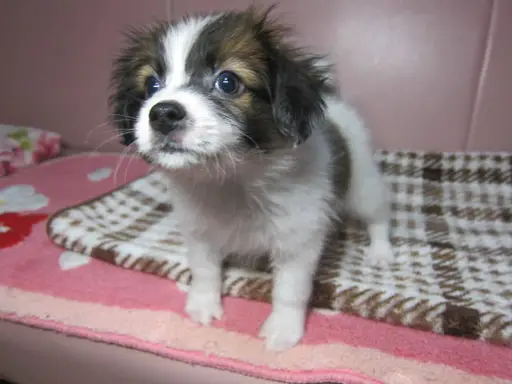 パピヨンの子犬販売