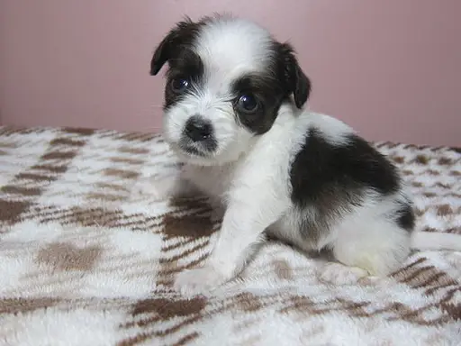 パピヨンの子犬販売