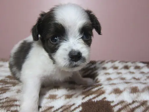 パピヨンの子犬販売