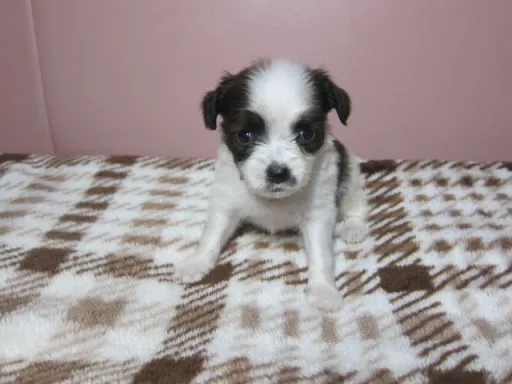 パピヨンの子犬販売