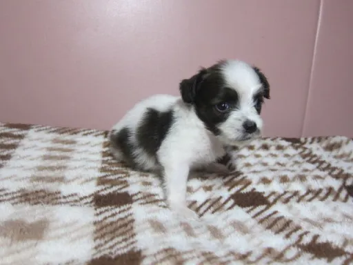 パピヨンの子犬販売