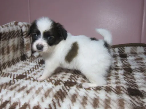 パピヨンの子犬販売