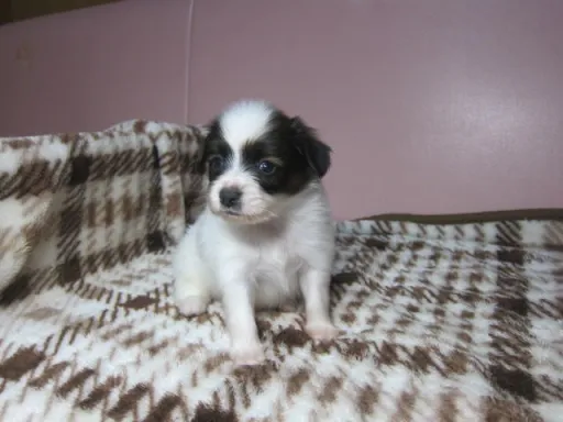 パピヨンの子犬販売