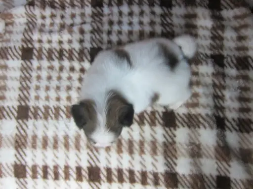 パピヨンの子犬販売