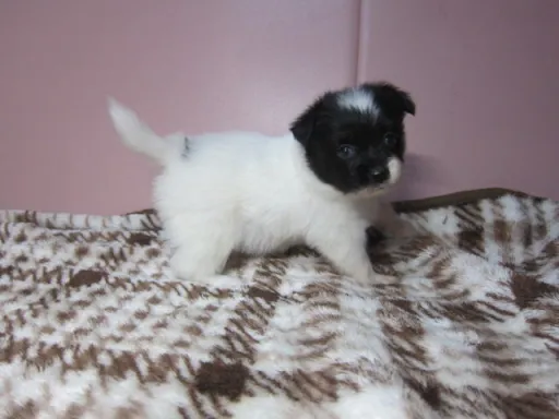 パピヨンの子犬販売