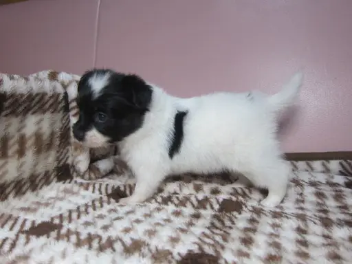 パピヨンの子犬販売