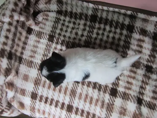 パピヨンの子犬販売