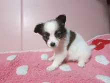 パピヨン
