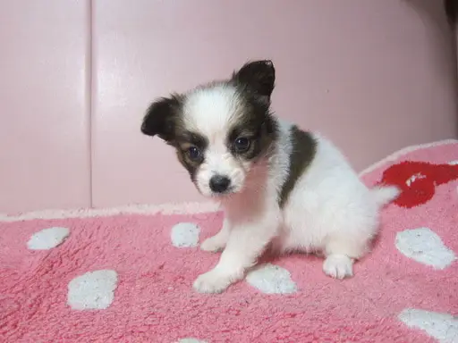 パピヨンの子犬販売