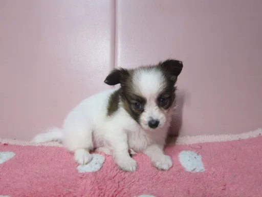 パピヨンの子犬販売