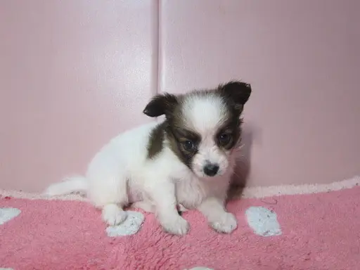 パピヨンの子犬販売