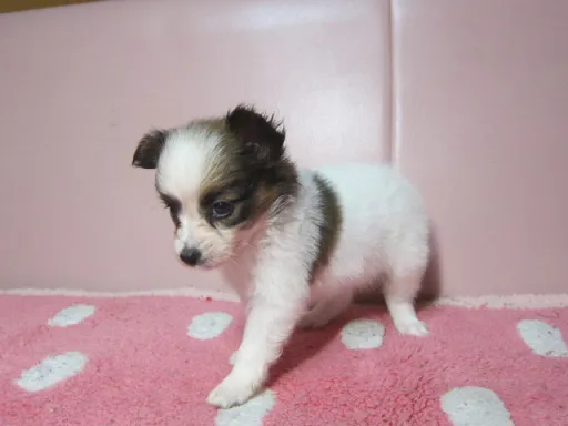 パピヨンの子犬販売
