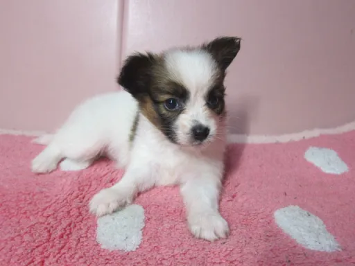 パピヨンの子犬販売