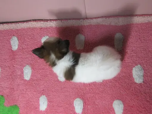 パピヨンの子犬販売