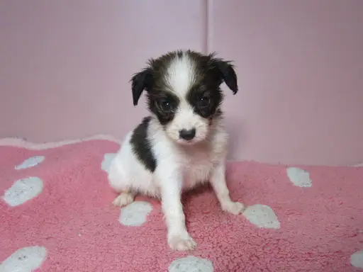 パピヨンの子犬販売