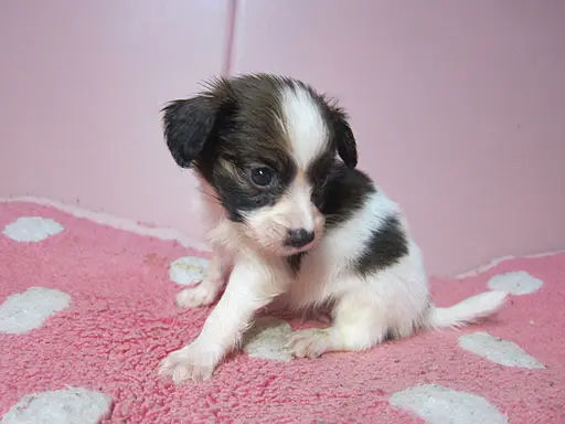 パピヨンの子犬販売