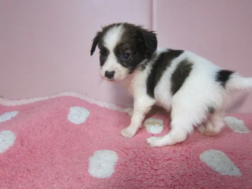 パピヨンの子犬販売