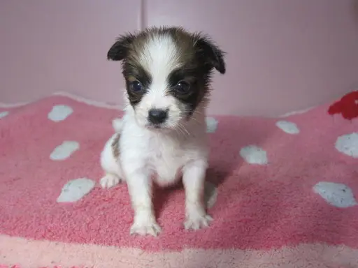 パピヨンの子犬販売