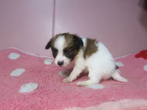 パピヨンの子犬販売